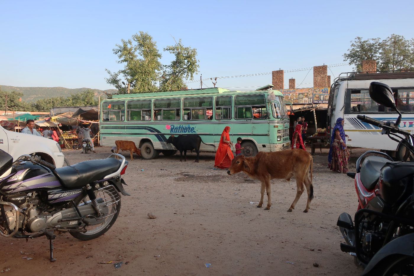 pushkar-bus-cow